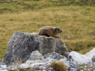 Natur Pur im Wandergebiet Glungezer